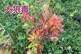 身边的草药（189），大狼毒，化淤止血，杀虫止痒视频封面