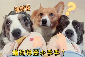 用撸狗神器给三只小柯基按摩，画面太治愈啦！