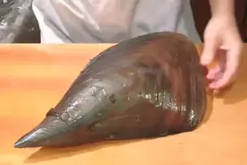 月薪过万的日本海鲜大厨处理一个超大的扇贝 十多年难得一见呀视频封面