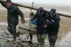 这个是不是斑鳖呢？今年水库水干了发现一只几百斤的老鳖视频封面
