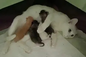 猫咪生宝宝记录全过程，疼痛的小猫需要主人的安抚，平安诞下四只