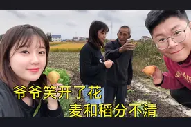 孙媳妇麦和稻傻傻分不清 爷爷笑道：你们孩子不懂这些