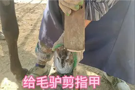 原来毛驴也是需要定期修剪蹄子的，蹄子长了会影响走路。视频封面