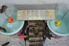 “老鼠对颜色的敏感度”实验，实验证明老鼠喜欢橙色多一点