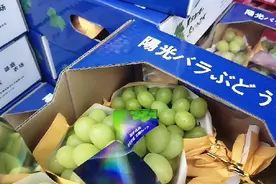 黑藤巨峰葡萄PK香印青提，哪款才是你的真爱，水果创业小伙带你看视频封面