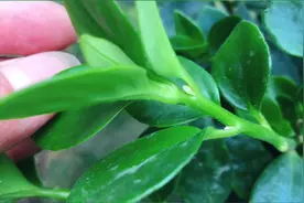 金鱼吊兰秋天的养护技巧视频封面