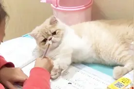猫咪躺在作业本上，打扰小主人写作业，各种小动作让人哭笑不得视频封面