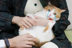 幸运粉丝到家撸猫，疯狂摸猫蛋皮，被迫穿女装却暗爽？