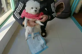 天气太冷，主人强行给比熊穿上衣服，一脸不情愿！