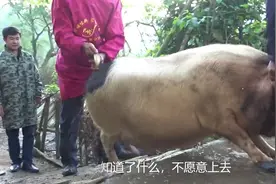 农村杀猪，四个壮汉齐上阵，猪背这一块是极品，大家纷纷抢着生吃视频封面