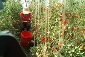 天热了，喷花的浓度不好掌握，小赵将药水搅和了再搅和视频封面