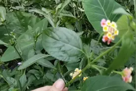 五色花浑身是宝，湿疹，血压忽高忽低，它可全株入药60元一斤视频封面