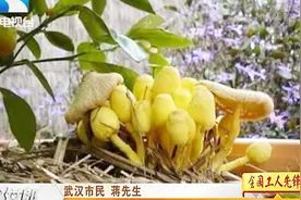 阳台花盆内长出蘑菇，男子食用后食物中毒，菌类疑是纯黄白鬼伞视频封面