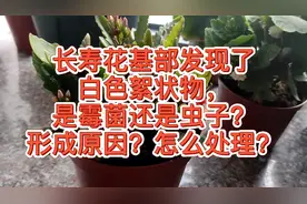 长寿花基部出现白色絮状物，是霉菌还是虫卵？形成原因，处理方式视频封面