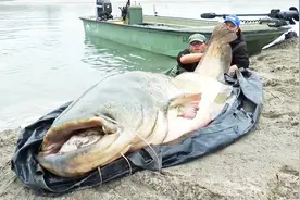 钓巨型鲶鱼王，感觉水底有头牛在拉竿