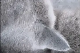 听说这个猫很贵，美国蓝猫品种，