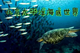打卡北京太平洋海底世界，看到形形色色的海洋鱼类，才算大开眼界视频封面