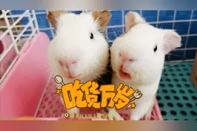 荷兰猪，四只奶猪卡点《音乐之声》吃胡萝卜，莫名喜感