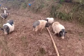 放养猪天天打斗，公猪嘴巴老是冒泡沫，难道关着养好