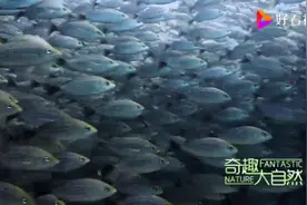 海底世界的生物有着各自的“工作”，镜头记录下了水下的日常生活