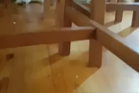 顽固的哈士奇犬躲在椅子后面和妈妈争吵视频封面