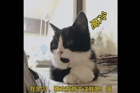 猫屯子里最聪明的猫，就这样学会了爬猫爬架，爱了！