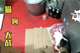 流浪猫各种食物都吃过 看它喜欢吃什么视频封面