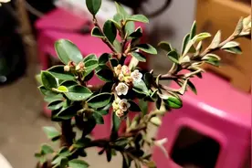 云南栒子，观花、观果、观叶、观形，是不错的盆景素材视频封面