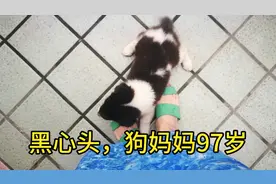 97岁狗妈妈生下黑白小奶狗，头顶一颗爱心，短腿胖乎乎实在太可爱