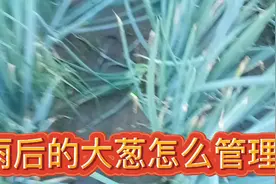 雨后的大葱，怎么管理，才能使大葱稳产丰产视频封面