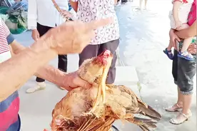 拧断的鸡脚，不到3分钟就恢复如初，不是亲眼所看见，都不敢相信