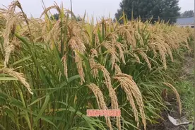 为什么粮食产量这么高？种地小伙道出了真相。视频封面