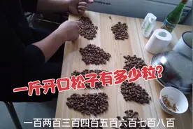新炒回来的一斤熟松子有多少粒，今天查一查，一口气扒了100个粒视频封面
