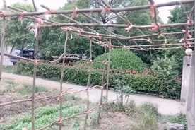 搭了个奇丑无比的葫芦架子，但是实用就完事了，又不用花钱视频封面