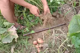 洋芋！又叫土豆或者马铃薯，今天带你们看它是怎么从土里挖出来的