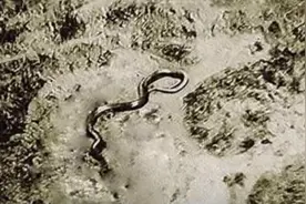 王牌飞行员驾机奇遇：空中遭遇15米巨蟒！真相至今成谜视频封面