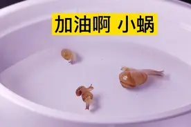 蜗牛掉到水里，是生存还是死亡？看完蜗牛的表现，有没有被感动到