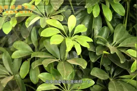 招财树出现了黄斑，这是怎么回事？该怎么处理？进来看看吧视频封面