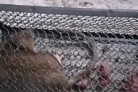 老鼠吃自己的宝宝视频封面