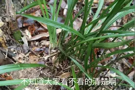 这种兰花不知道你们那边有没有，我们这叫素兰花，枝叶很长视频封面