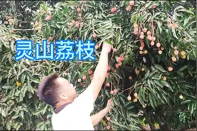 广西烧酒佬：广西灵山荔枝品种很多，有一种本地荔枝又小又香又甜视频封面