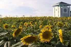 美如仙境！莒县沭河公园数十万支向日葵盛开，快来一起大饱眼福
