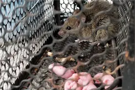 母老鼠狱中产仔  小家伙生不逢时视频封面