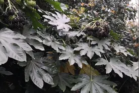 八角金盘，优秀耐荫观赏植物，风水上可用来作催财。视频封面