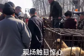 狗贩子下手稳准狠，狗被钳住脖子垂死挣扎，一旁猛犬吓得毛骨悚然视频封面