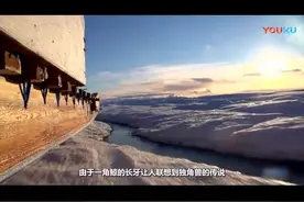 北极惊现神奇独角兽！ 长长的角经常会刺伤同伴视频封面