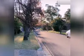 北京大妞在澳洲，带你看悉尼的冬天，路边的风景。视频封面