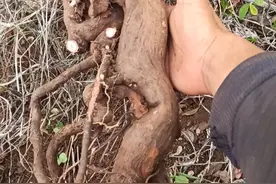 云南小叶羊蹄甲视频封面