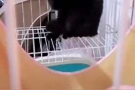 家里又添新成员，有说养黑猫辟邪，有说招财，当然也有说不好的。视频封面