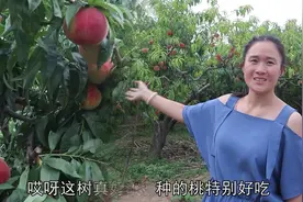 山西有个村，全村都种桃，一亩地收入竟达1万元，真赚钱！视频封面